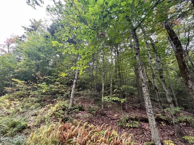 a view of a forest with trees in the background