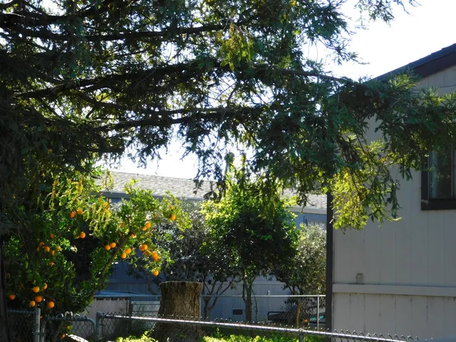 a tree in a yard next to a large tree