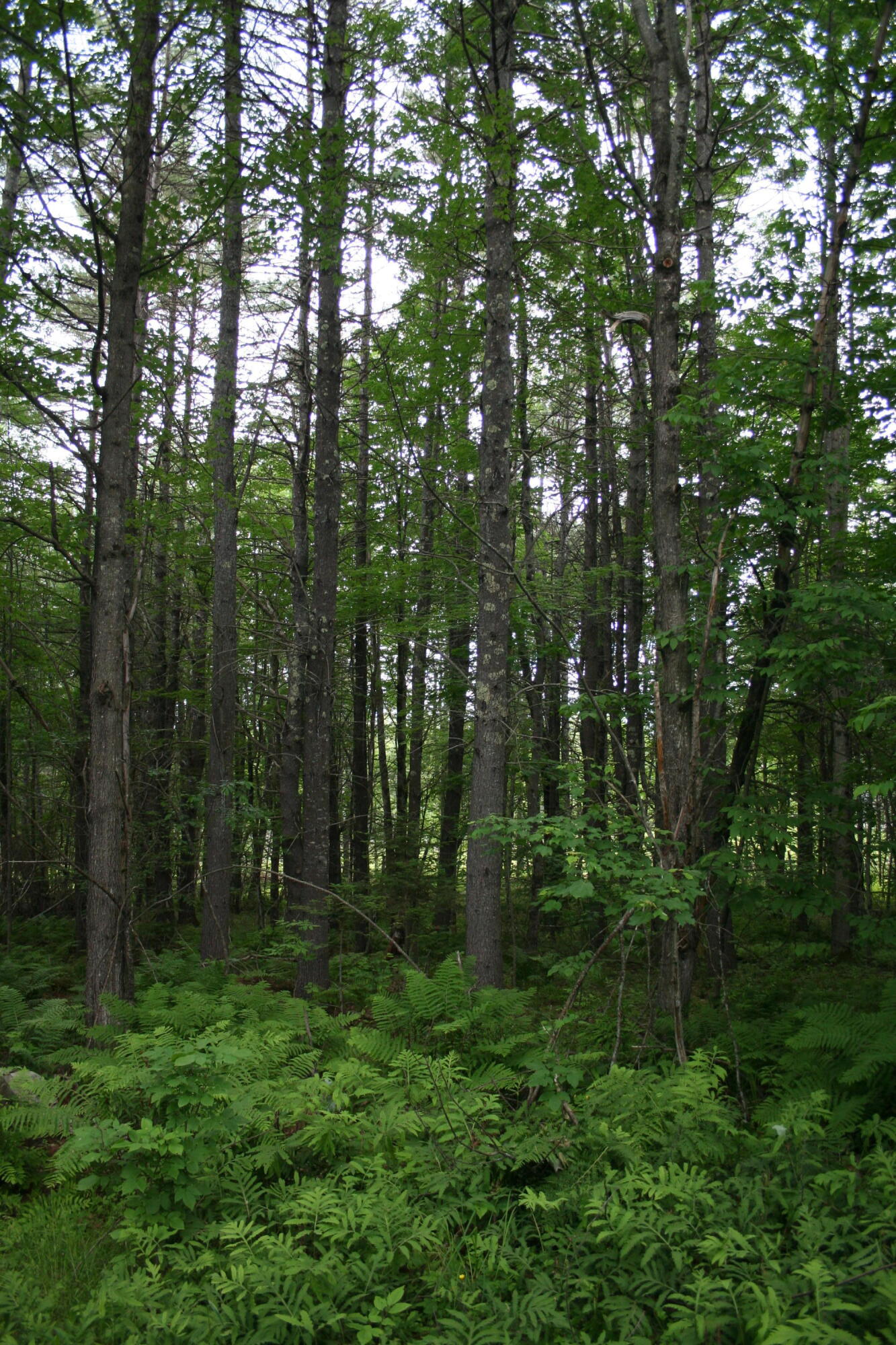 418 Rocky Knoll Road Denmark, ME 04022 - Photo 7 of 12 418 Rocky pic 4