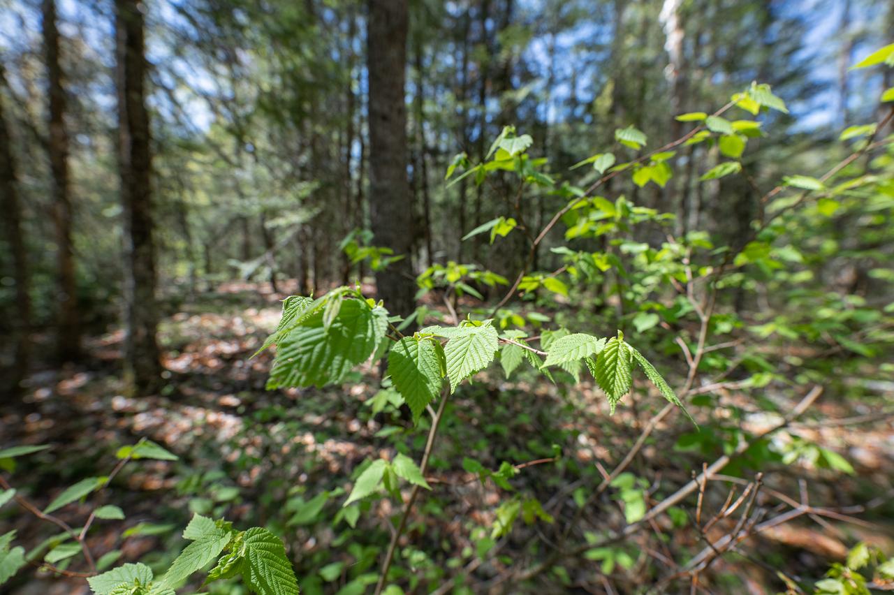 Off Sunset Road Eagle River, WI 54521 - Photo 22 of 33 Gallery Image 22
