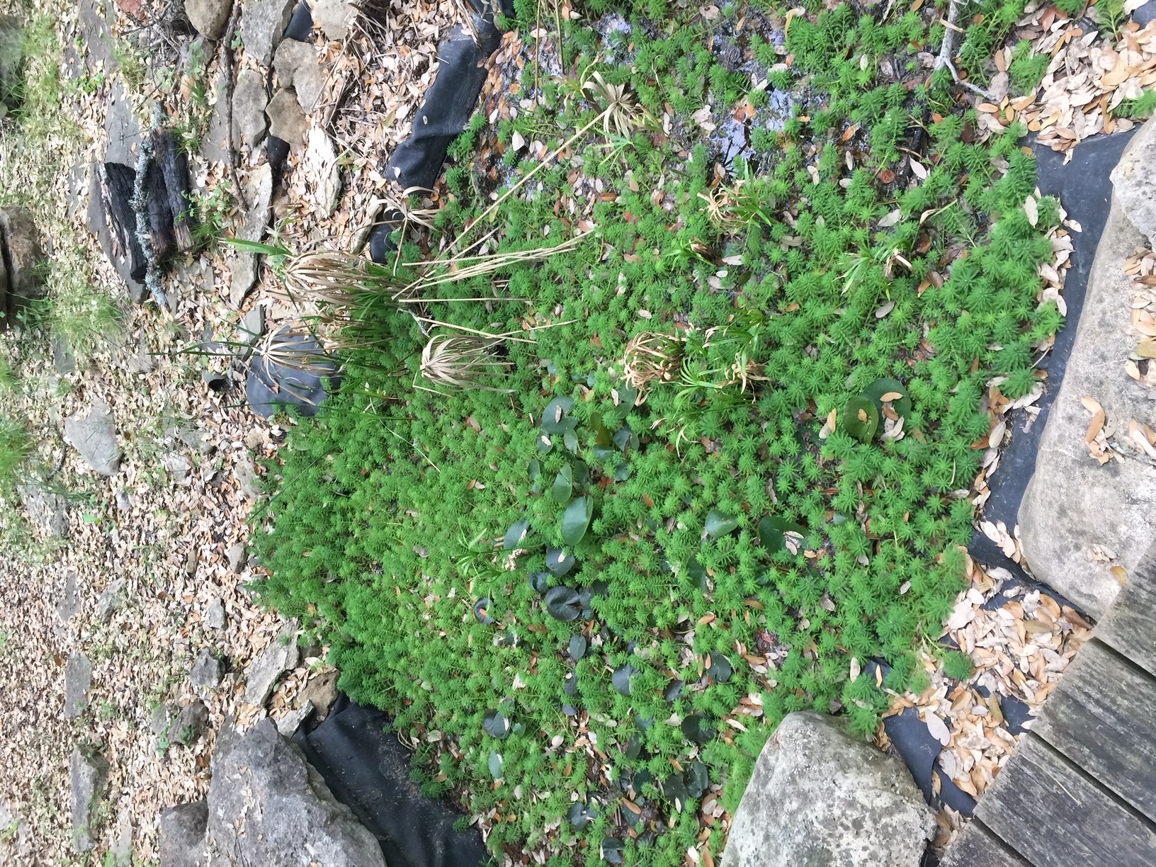 1850 North Rainbow Ranch Road Wimberley, TX 78676 - Photo 16 of 26 a view of a garden with a plants