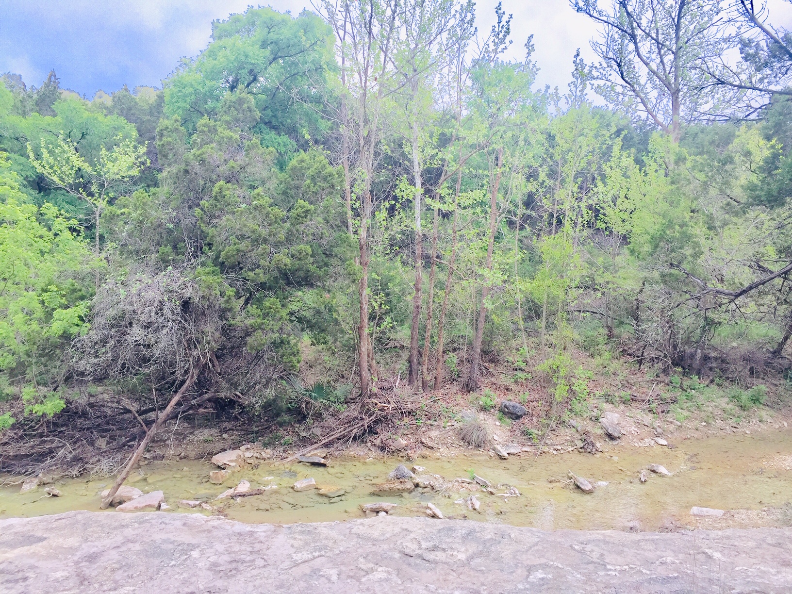 1850 North Rainbow Ranch Road Wimberley, TX 78676 - Photo 17 of 26 a view of a yard with trees