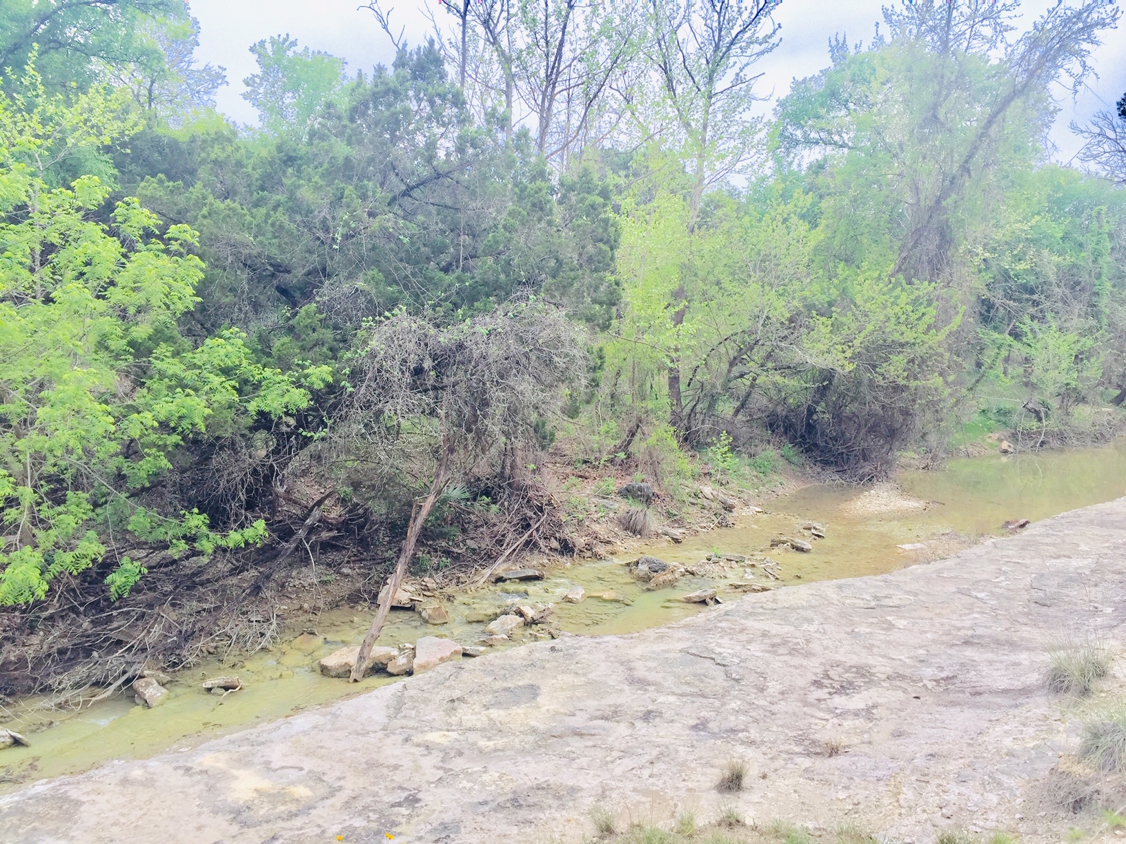 1850 North Rainbow Ranch Road Wimberley, TX 78676 - Photo 20 of 26 a view of a dry yard with trees