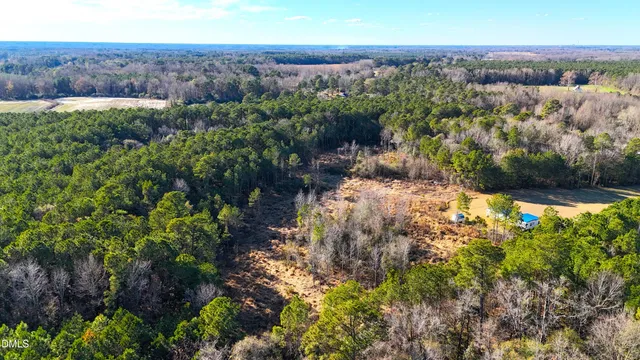 a view of a yard with plants and large trees