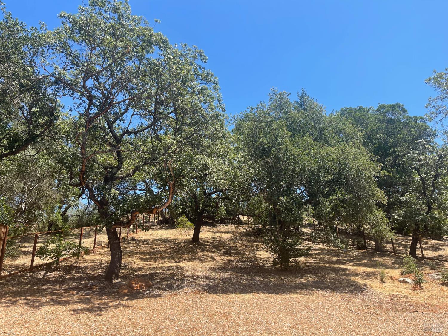 1907 Carlile Place Santa Rosa, CA 95403 - Photo 9 of 10 a view of a yard with a tree