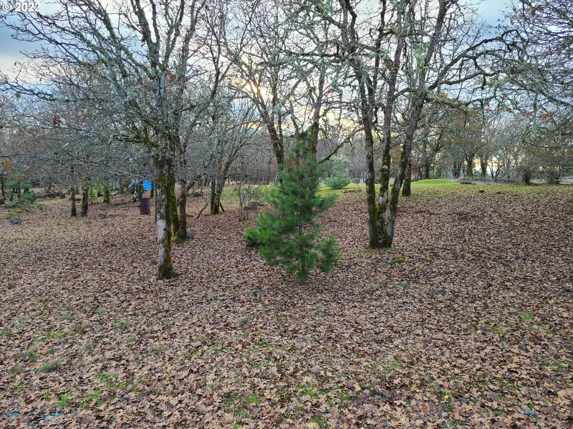 793 Jumpoff Joe Creek Road Grants Pass, OR 97526 - Photo 5 of 12 a view of a forest with trees
