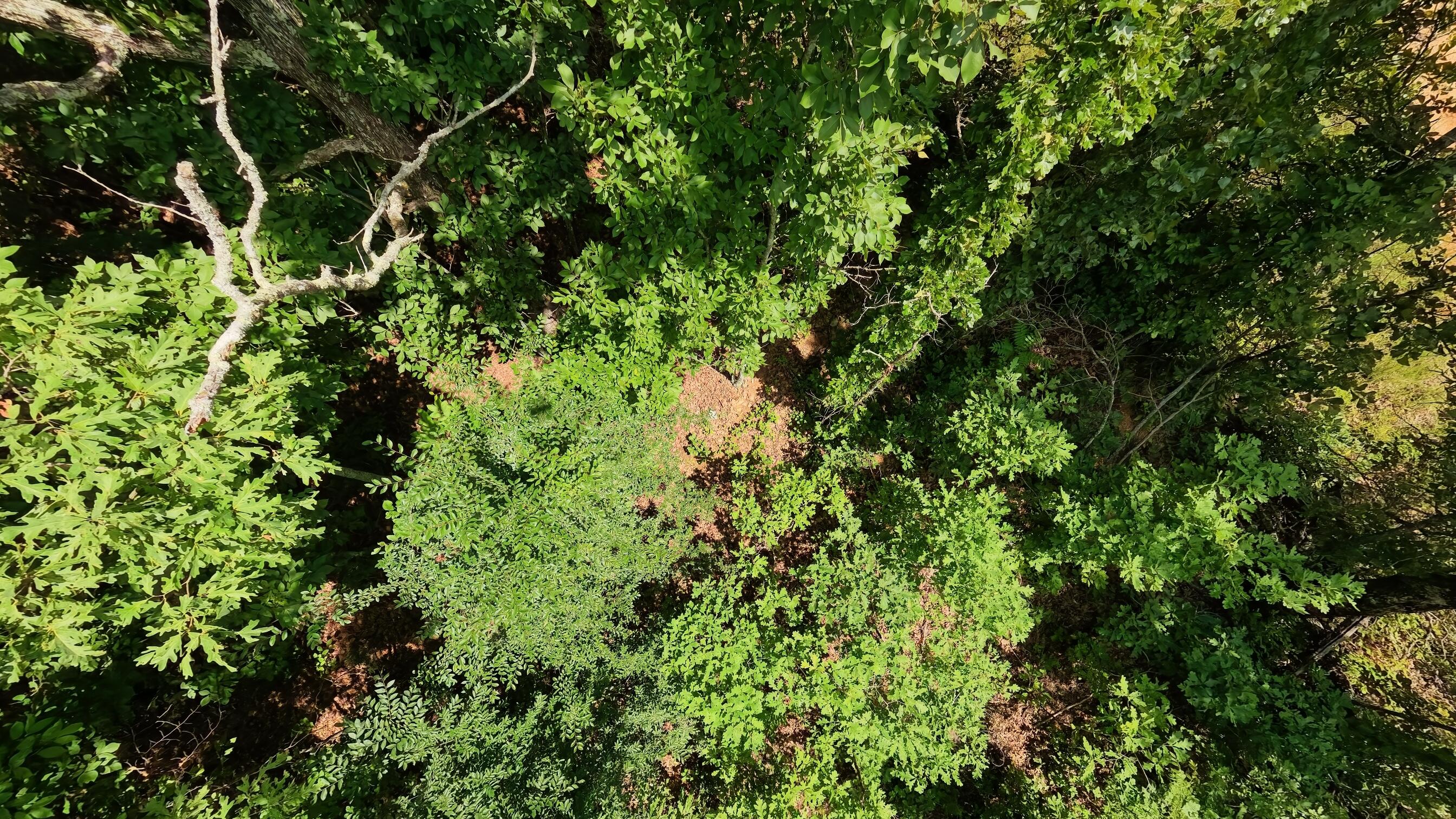 0 Ridgehaven Road Mammoth Spring, AR 72554 - Photo 12 of 23 10 acres004
