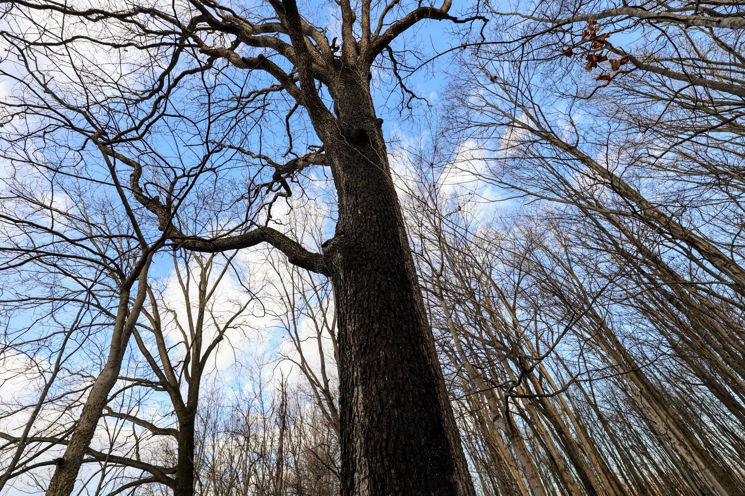Vl West Glendora Road Buchanan, MI 49107 - Photo 51 of 55 51