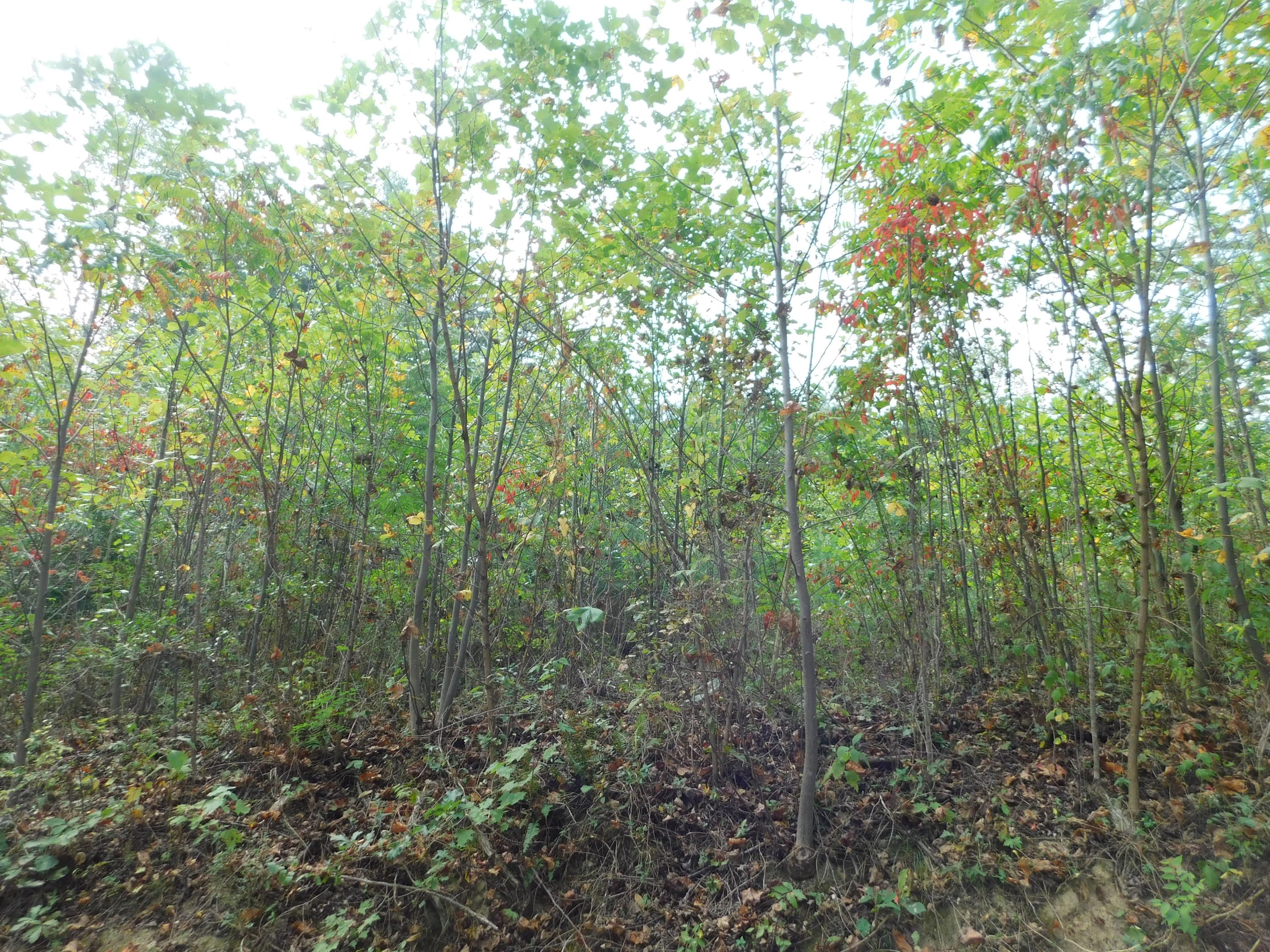 Lot 6 Halls Cemetery Road Newport, TN 37821 - Photo 1 of 2 DSCN0056