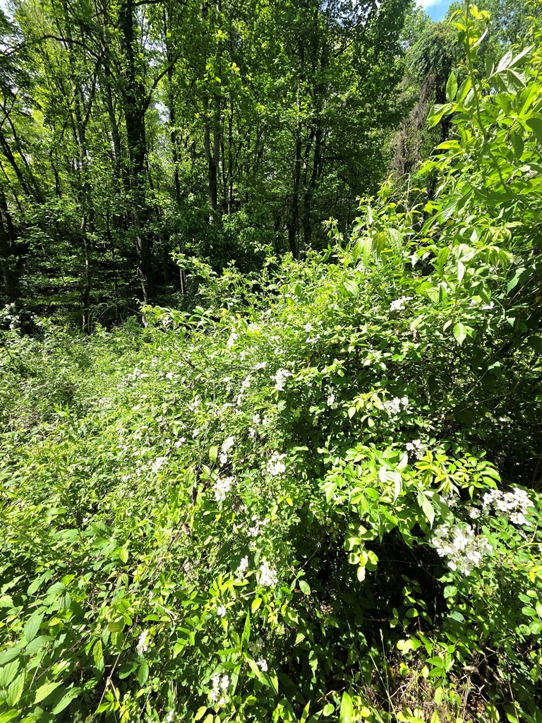0 Vincent Colvin Road Robbinsville, NC 28771 - Photo 16 of 18