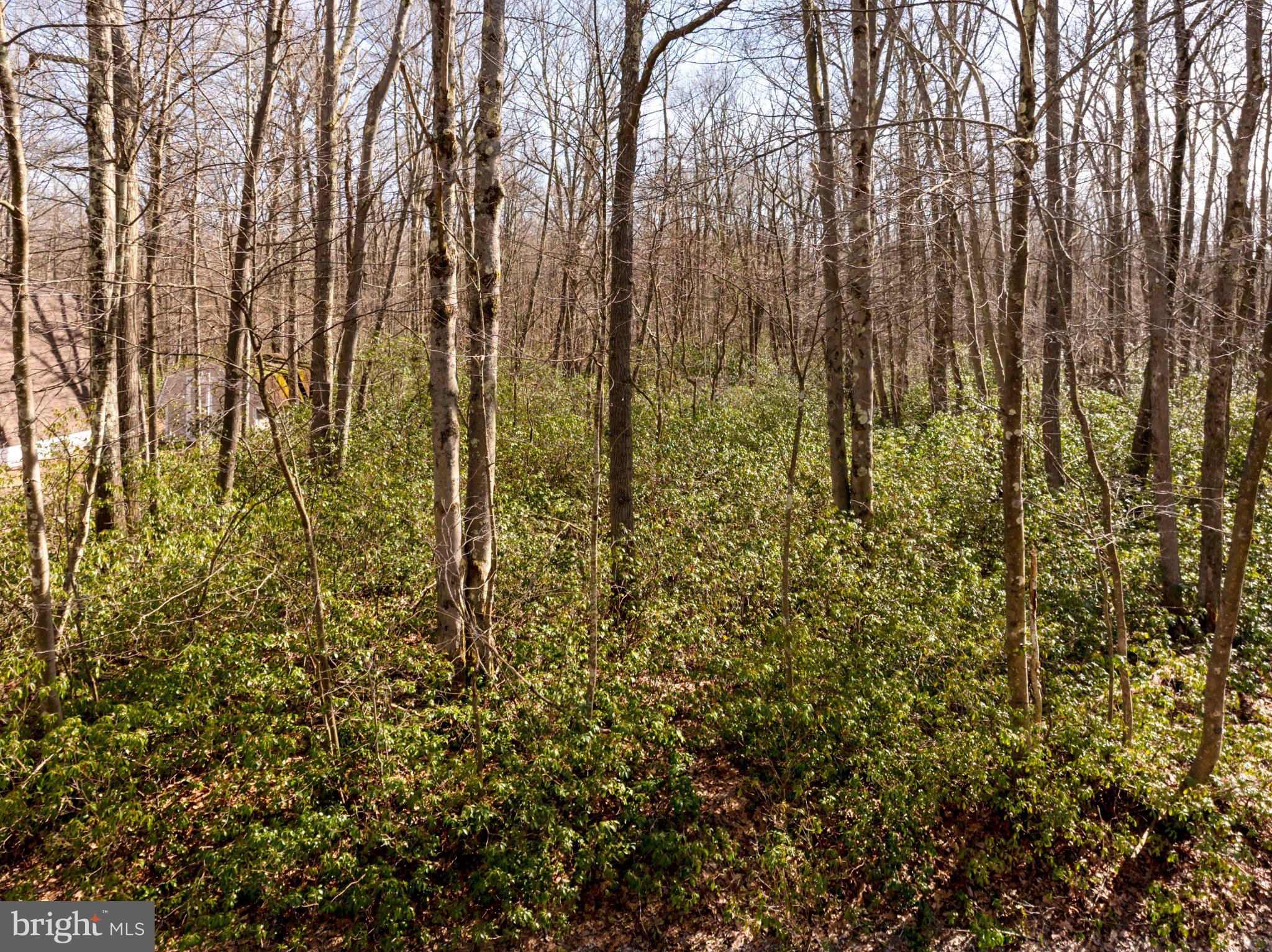 27 Gobbler Run Road Oakland, MD 21550 - Photo 3 of 24 Serene woodland retreat awaits discovery.