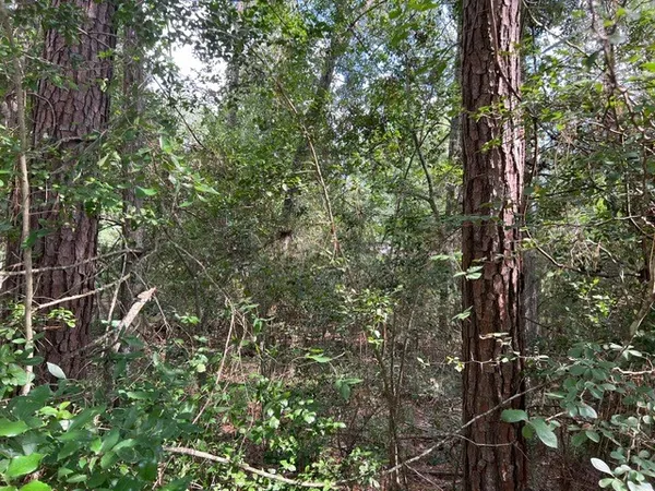 a view of forest