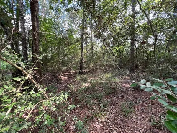 a view of a forest with lots of trees