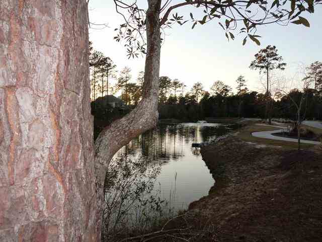 Lot 202 Camphill Circle Murrells Inlet, SC 29576 - Photo 3 of 9