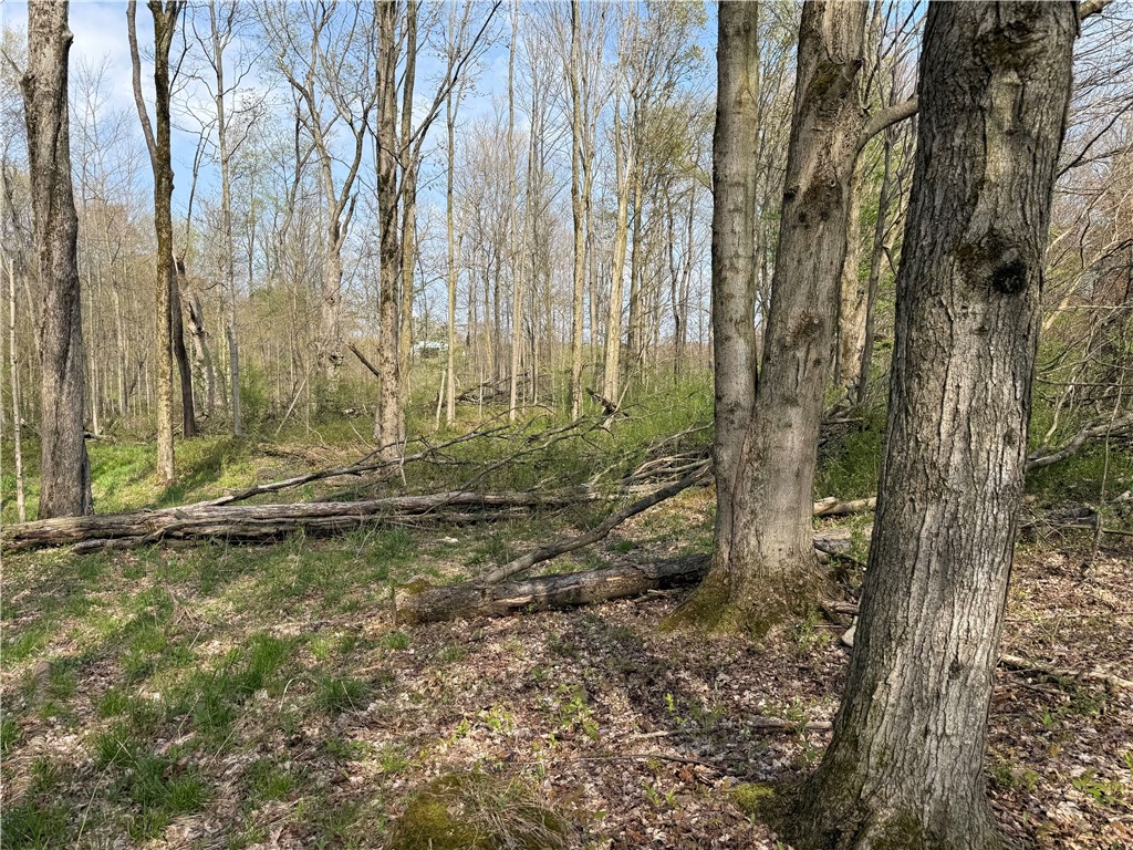 14245 Collins Center Zoar Road Collins, NY 14034 - Photo 10 of 32