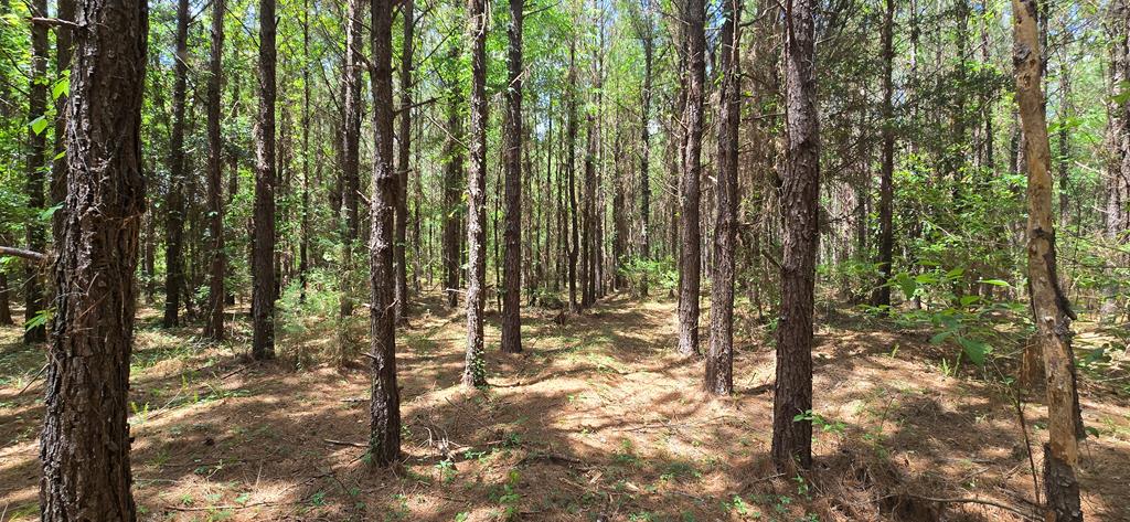 10 Mt Zion Road Gordon, AL 36343 - Photo 13 of 28