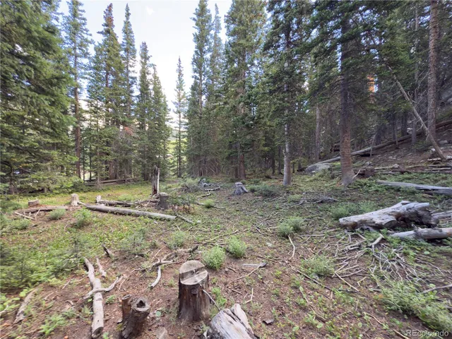 a view of a yard with plants and trees