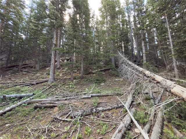 a view of a forest filled with trees