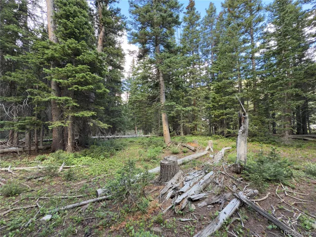 a view of a forest with trees in the background