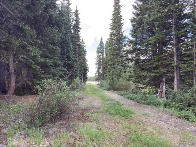 a view of a forest with a tree