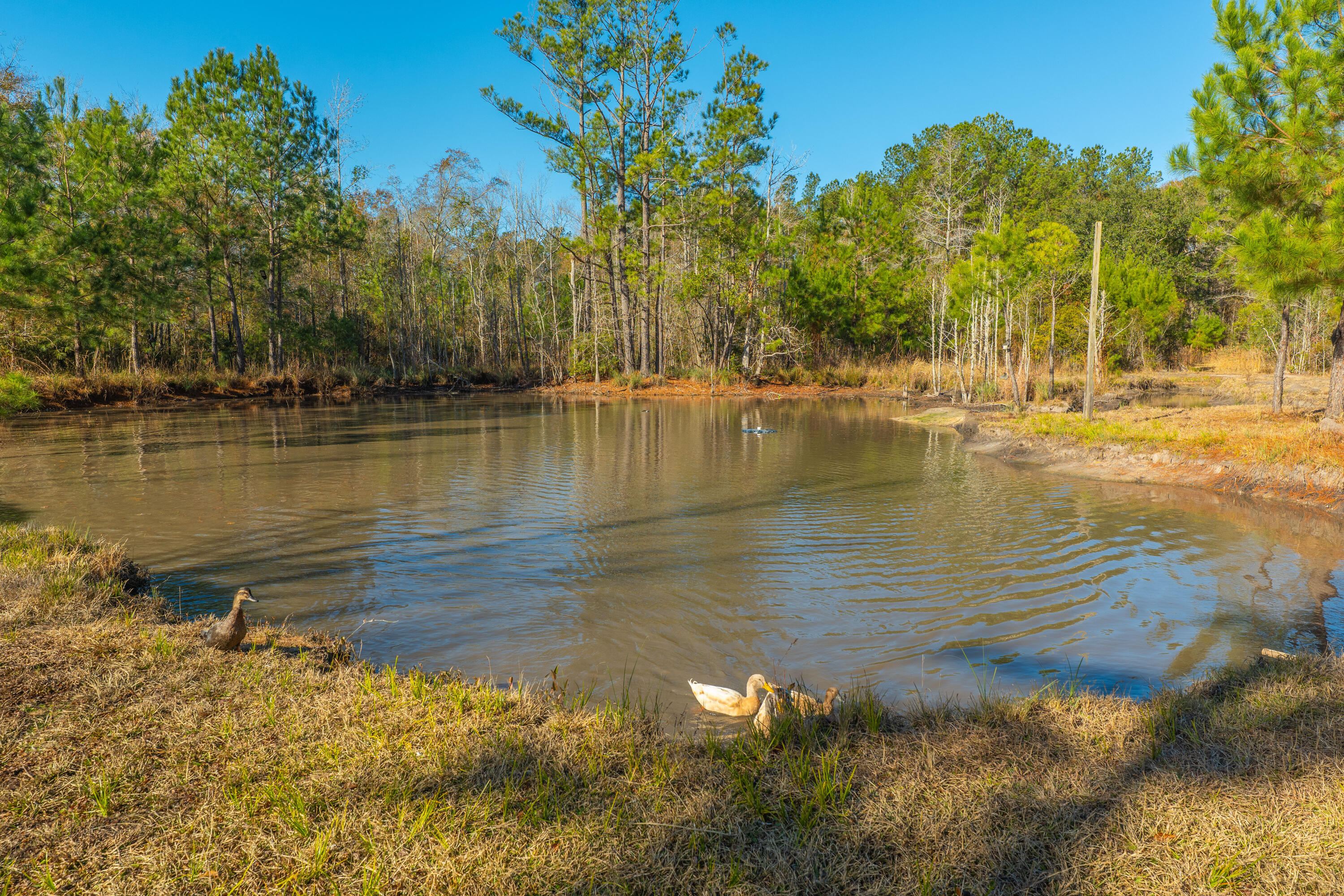 565 Tolle Farm Road Cottageville, SC 29435 - Photo 18 of 33 P1077550