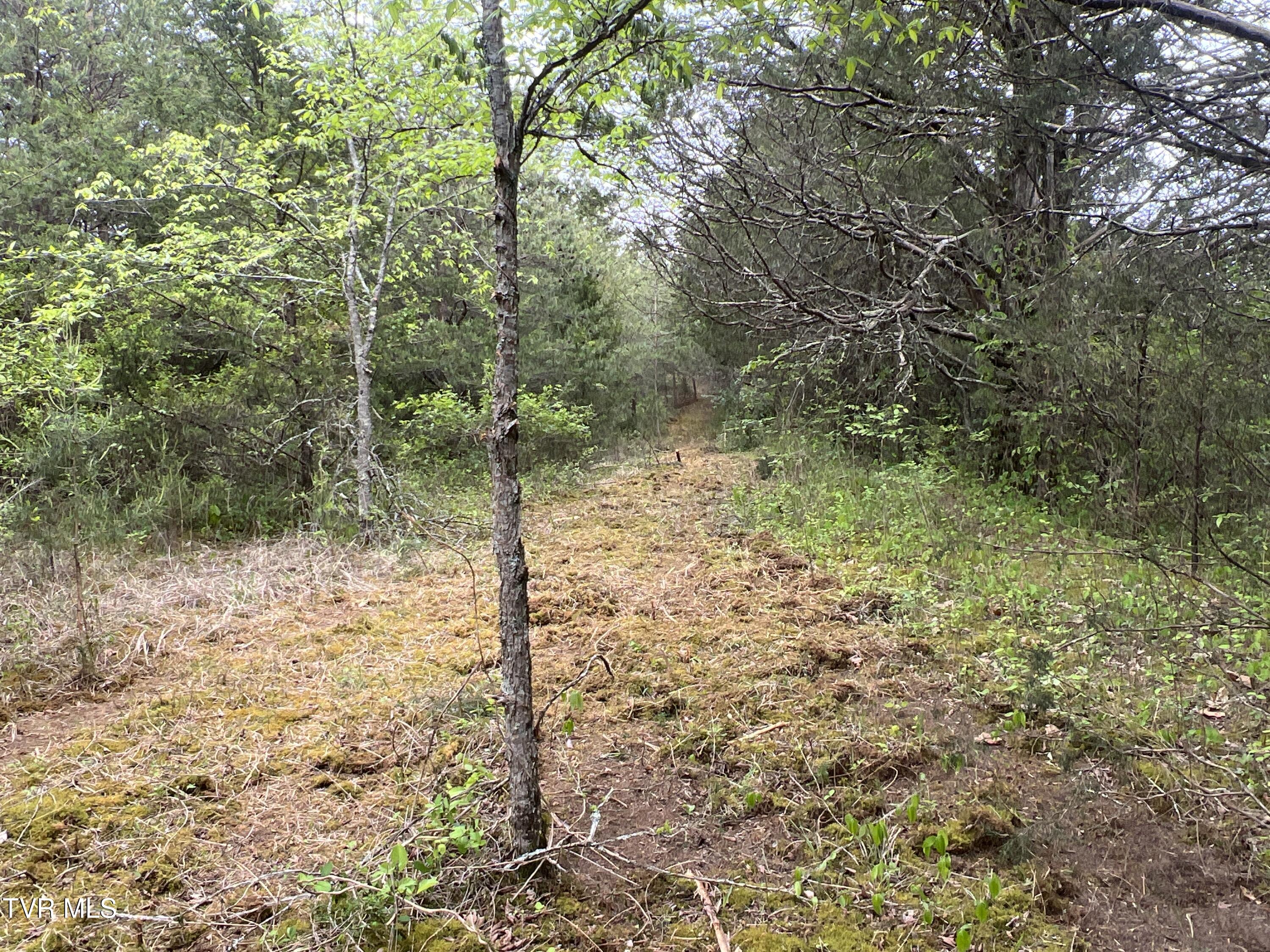 3050 Shackleford Road, Unit P/O Mosheim, TN 37818 - Photo 29 of 79 _Pic31 (33)