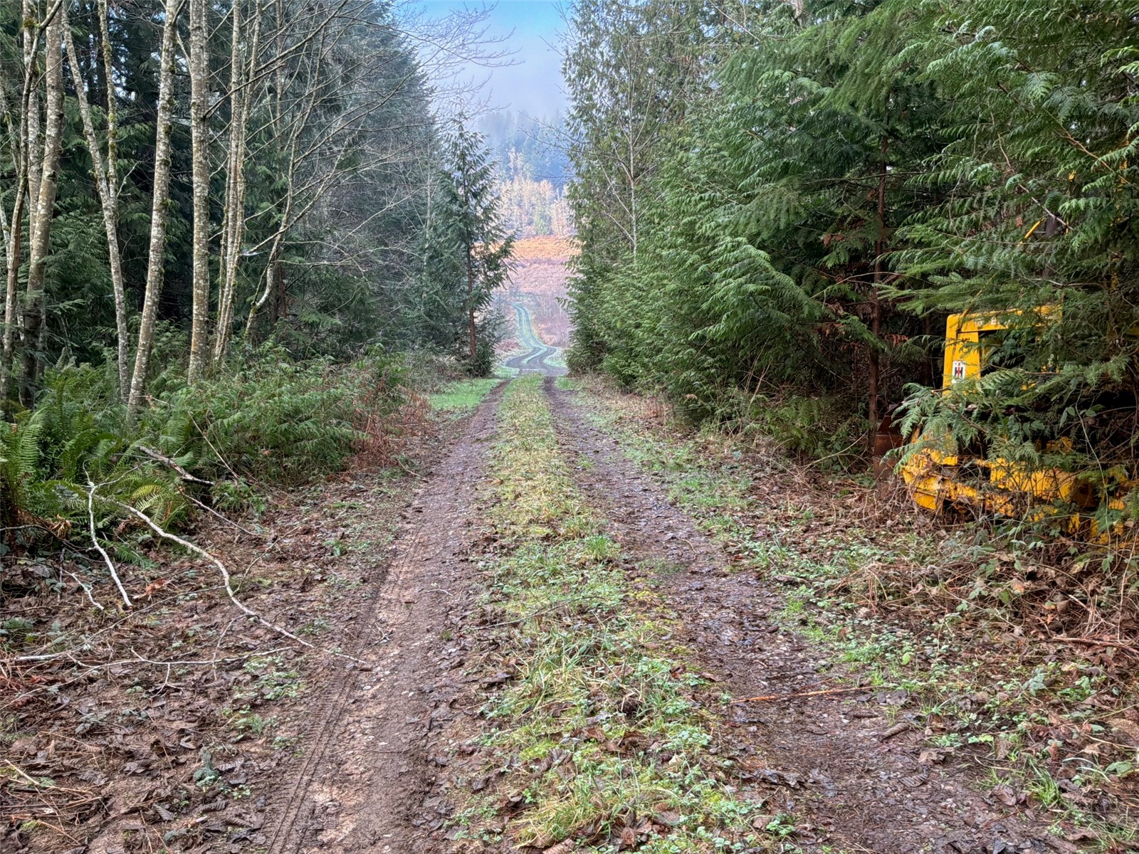 216-xx Zenkner Valley Road Southwest Centralia, WA 98531 - Photo 11 of 12 a big yard with lots of green space and deers