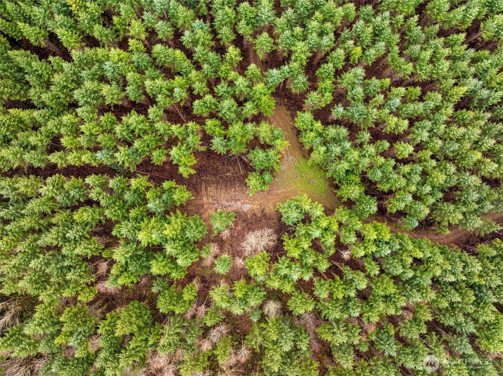 216-xx Zenkner Valley Road Southwest Centralia, WA 98531 - Photo 5 of 12 a backyard of a house with a tree
