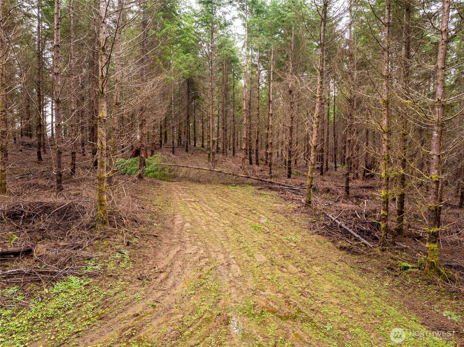 216-xx Zenkner Valley Road Southwest Centralia, WA 98531 - Photo 6 of 12 a view of dirt field with trees in the background