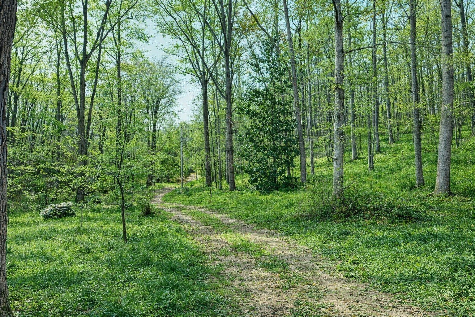 1135 West Mink Branch Road Waynesboro, TN 38485 - Photo 58 of 83