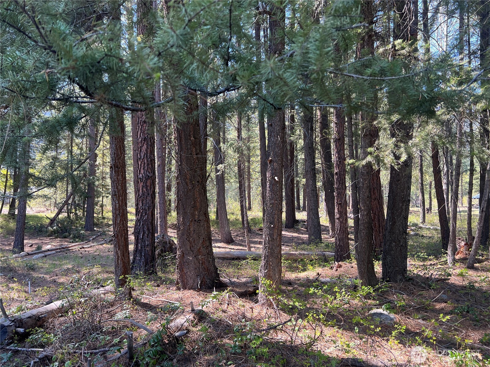 3 Mazama Bridge Road Mazama, WA 98833 - Photo 26 of 29 a view of a backyard with trees