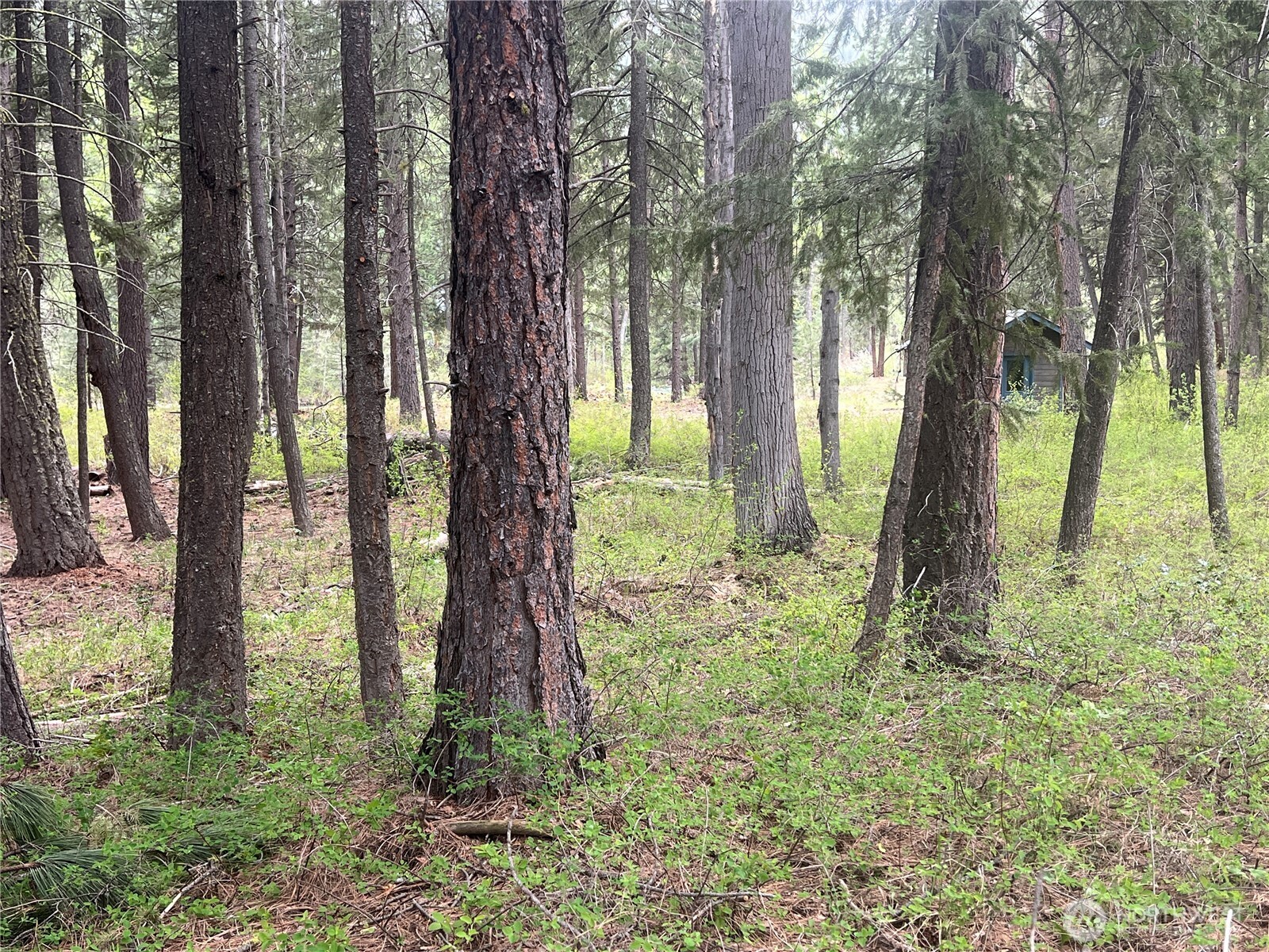 3 Mazama Bridge Road Mazama, WA 98833 - Photo 27 of 29 a view of outdoor space with lots of trees
