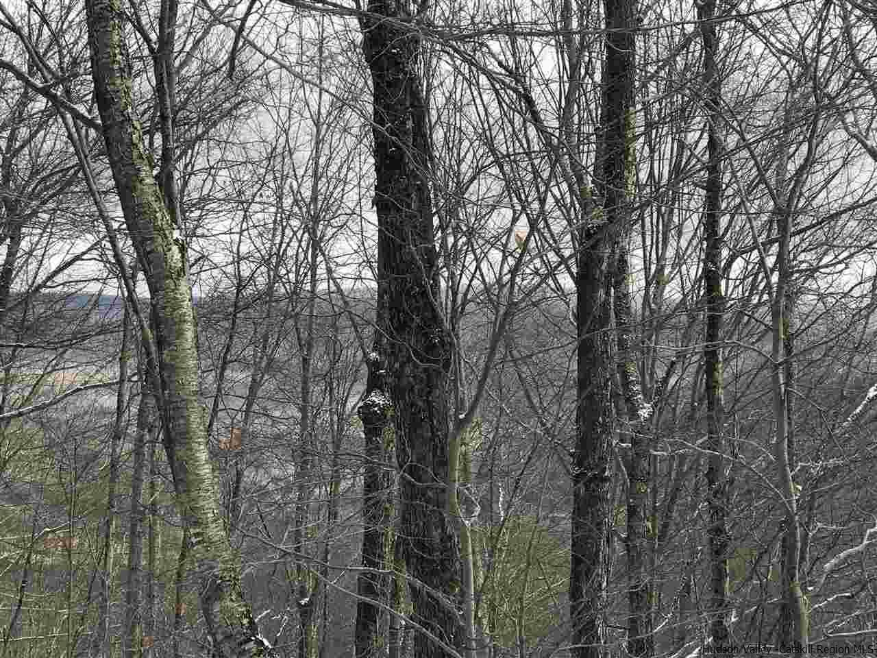0 Mill Brook Road Margaretville, NY 12455 - Photo 5 of 12 a view of forest