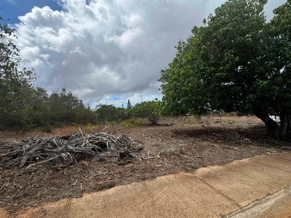 a view of a dirt road with trees
