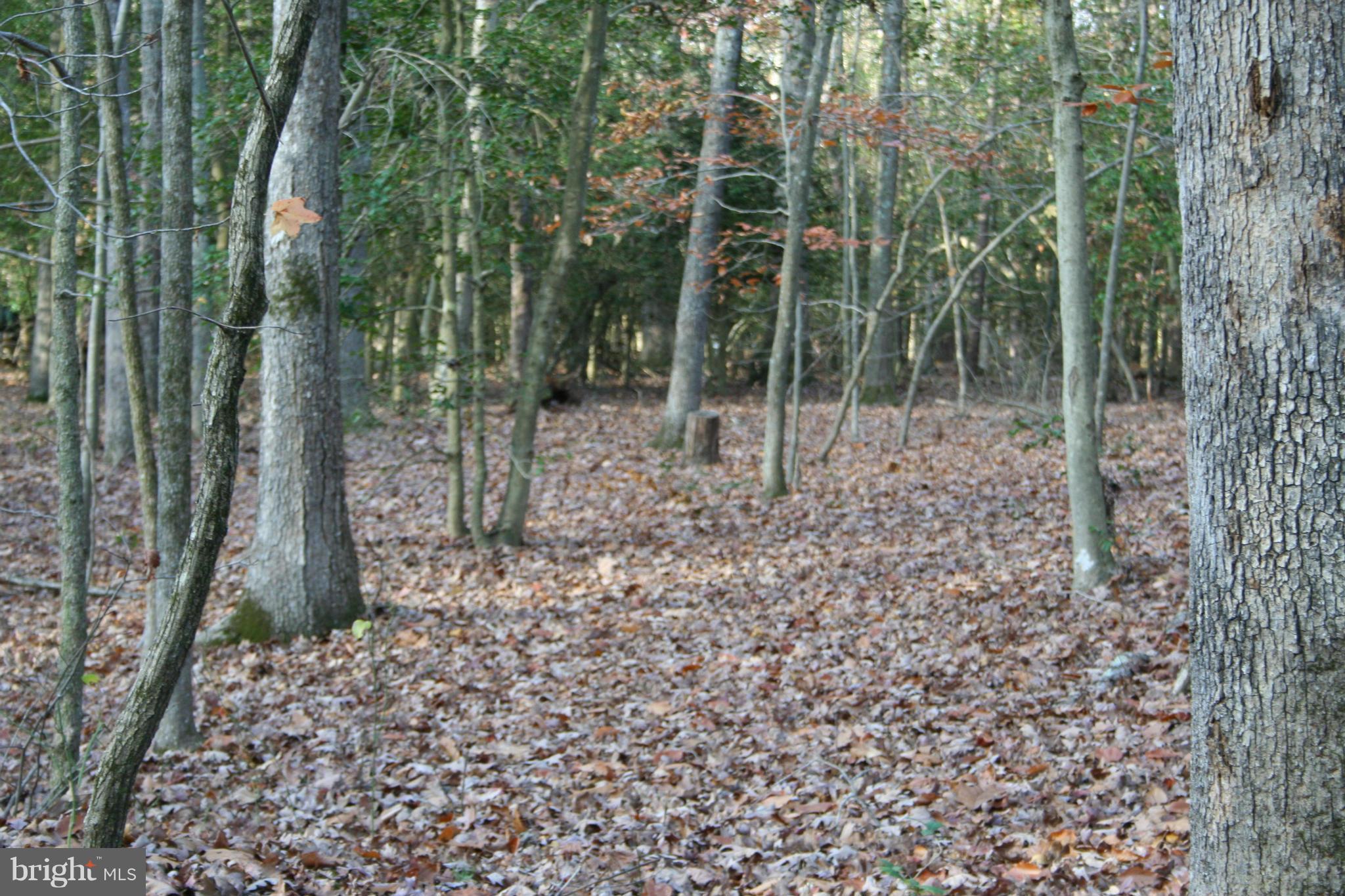 1920 Accokeek Road West Accokeek, MD 20607 - Photo 7 of 12 a view of a forest with trees