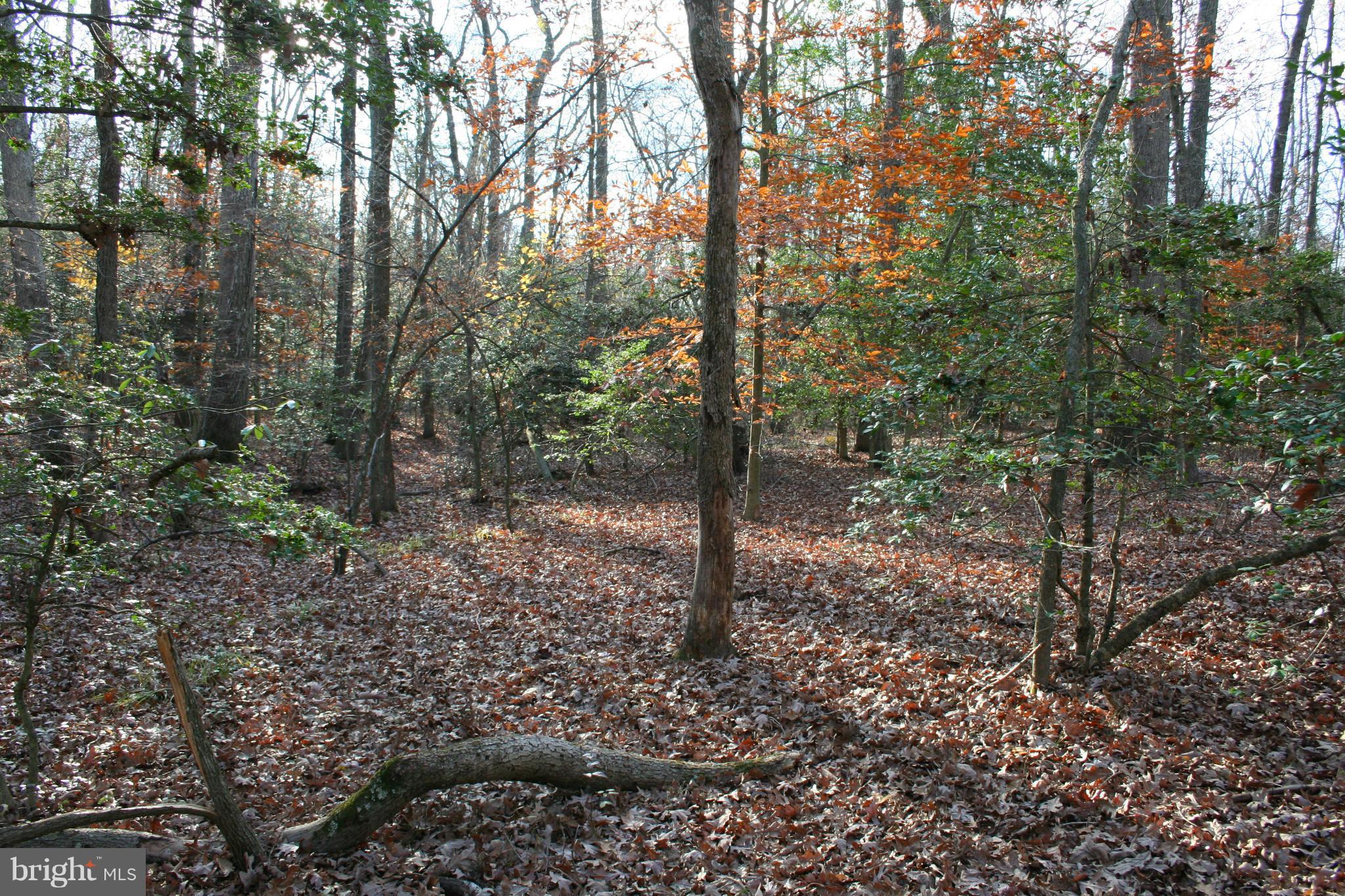 1920 Accokeek Road West Accokeek, MD 20607 - Photo 8 of 12 a view of a forest filled with trees