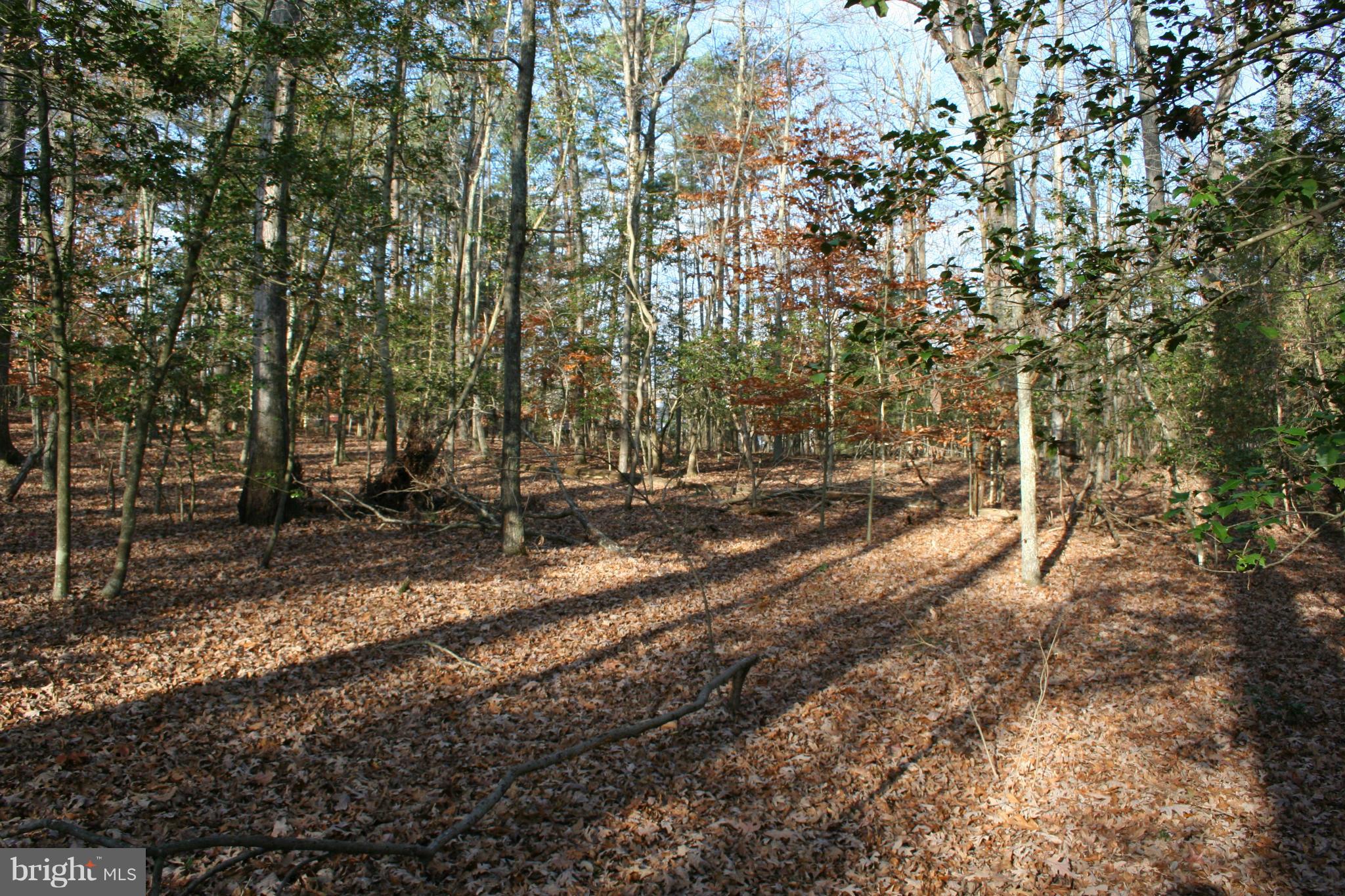 1920 Accokeek Road West Accokeek, MD 20607 - Photo 9 of 12 a view of a forest with trees