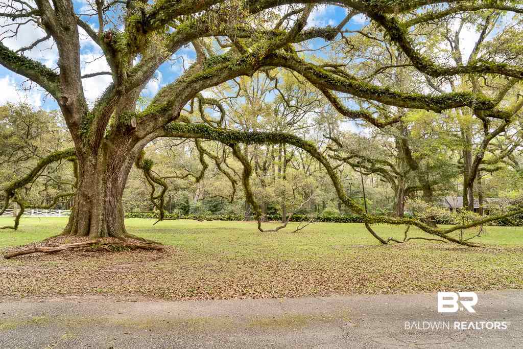 2355 Venetia Road Mobile, AL 36605 - Photo 8 of 48 The MOST Spectacular Tree