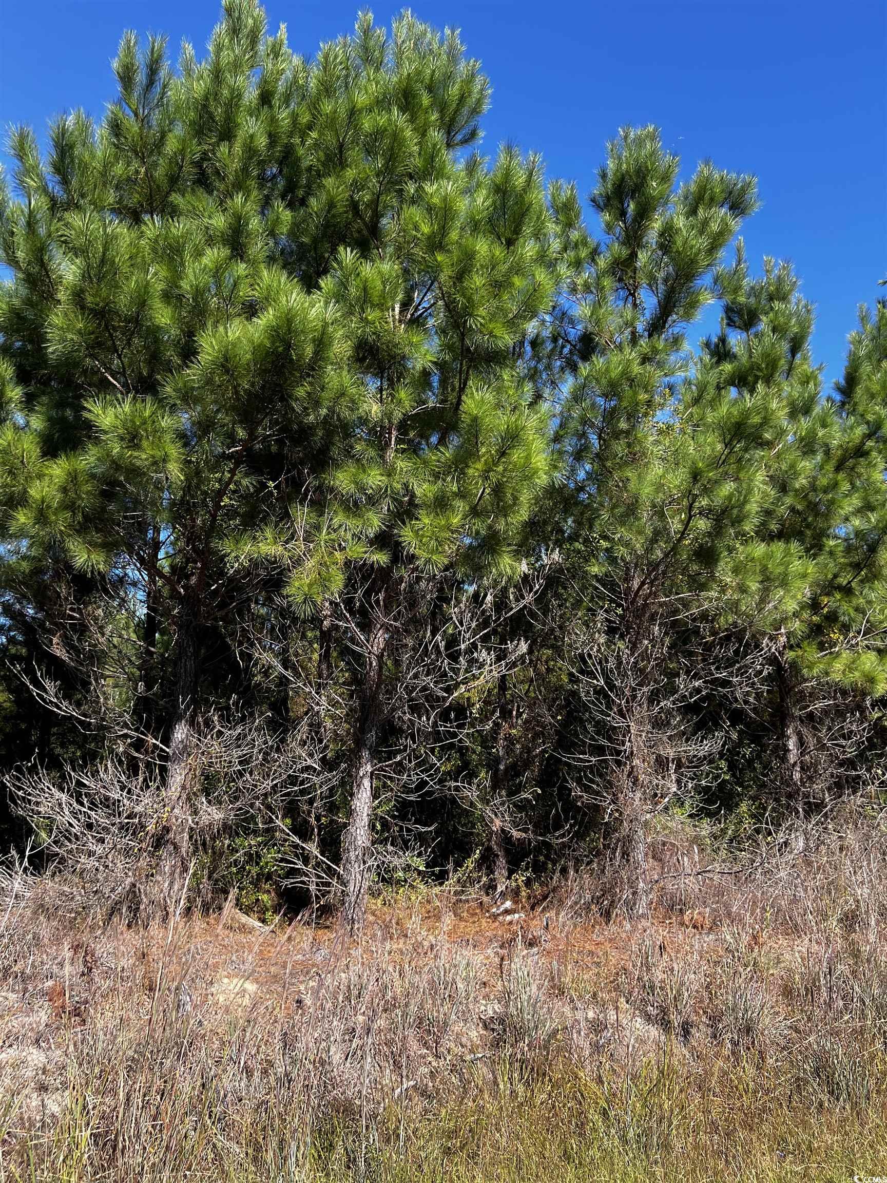 1677 Cockfield Road Scranton, SC 29591 - Photo 4 of 5