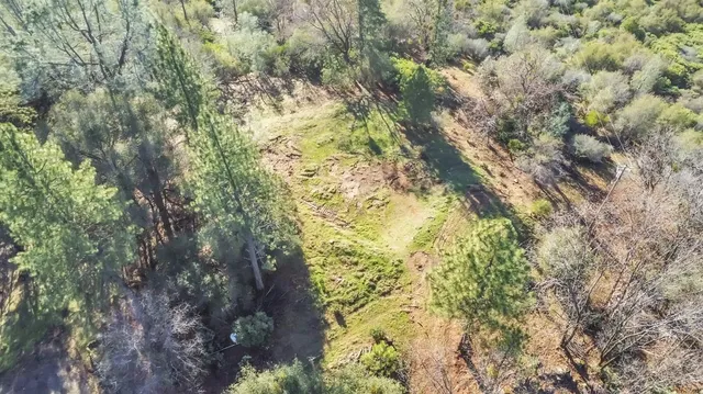 a view of a tree in a yard