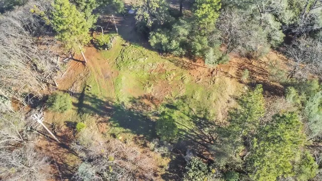 a view of a forest with trees