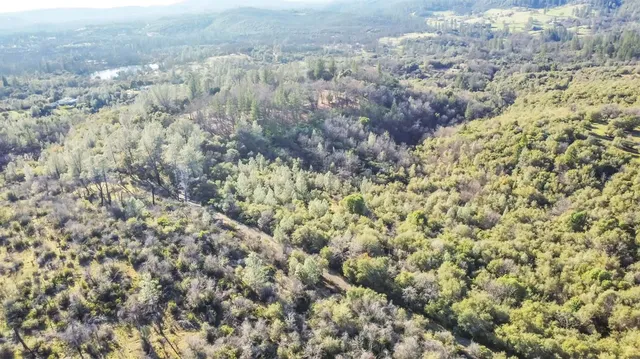 a view of a forest with a tree