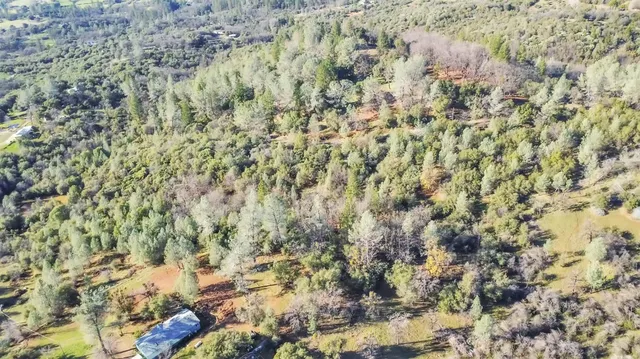 a close up of a plant