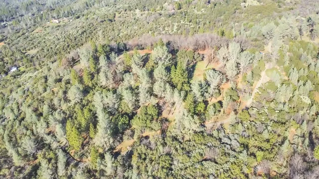 a close up of a plant