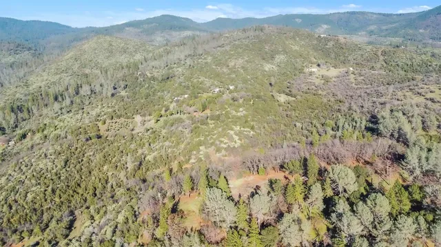a view of a bunch of trees and bushes