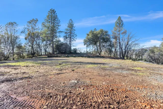 a view of road with tall trees