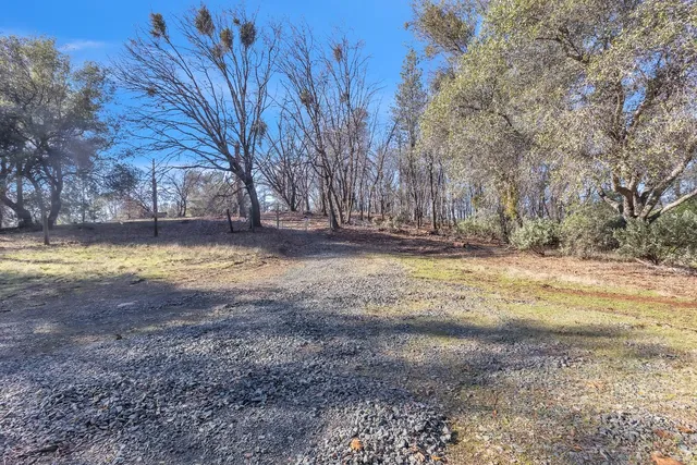 a view of a yard with a large tree