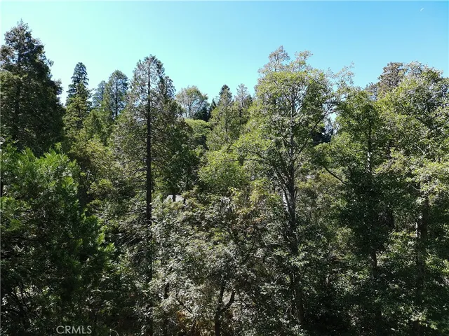 a view of a forest with a street