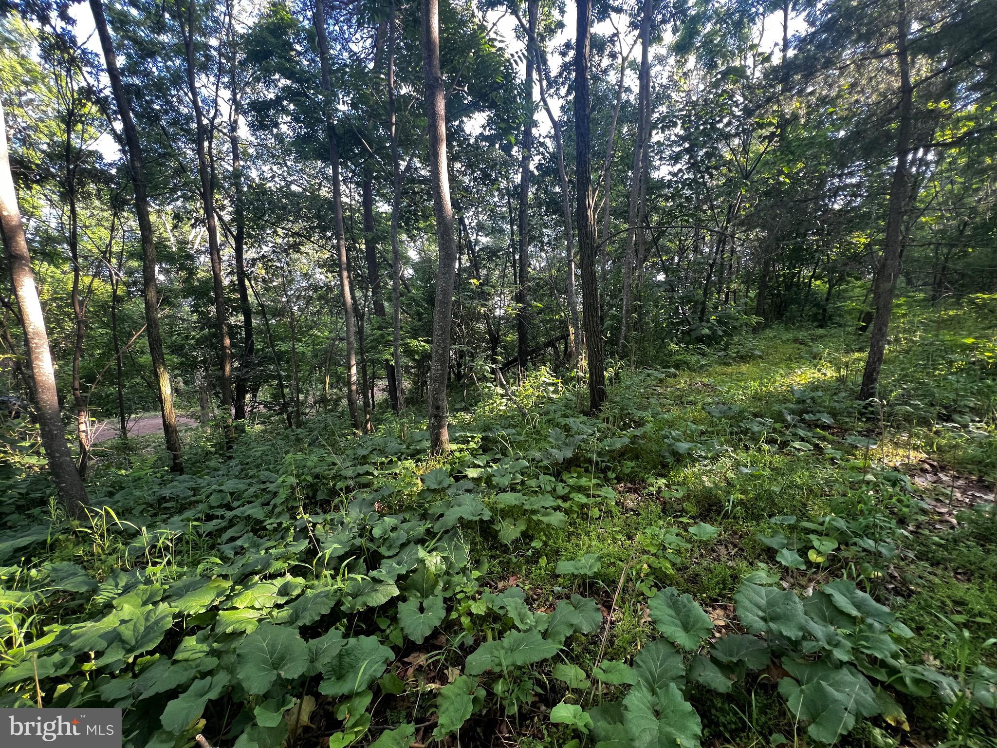 Lot 52 Grace Mountain Mathias, WV 26812 - Photo 4 of 34