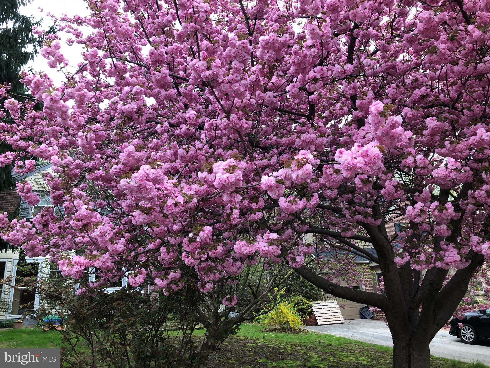 1736 Ridgeway Road Havertown, PA 19083 - Photo 43 of 48 Beautiful blooms